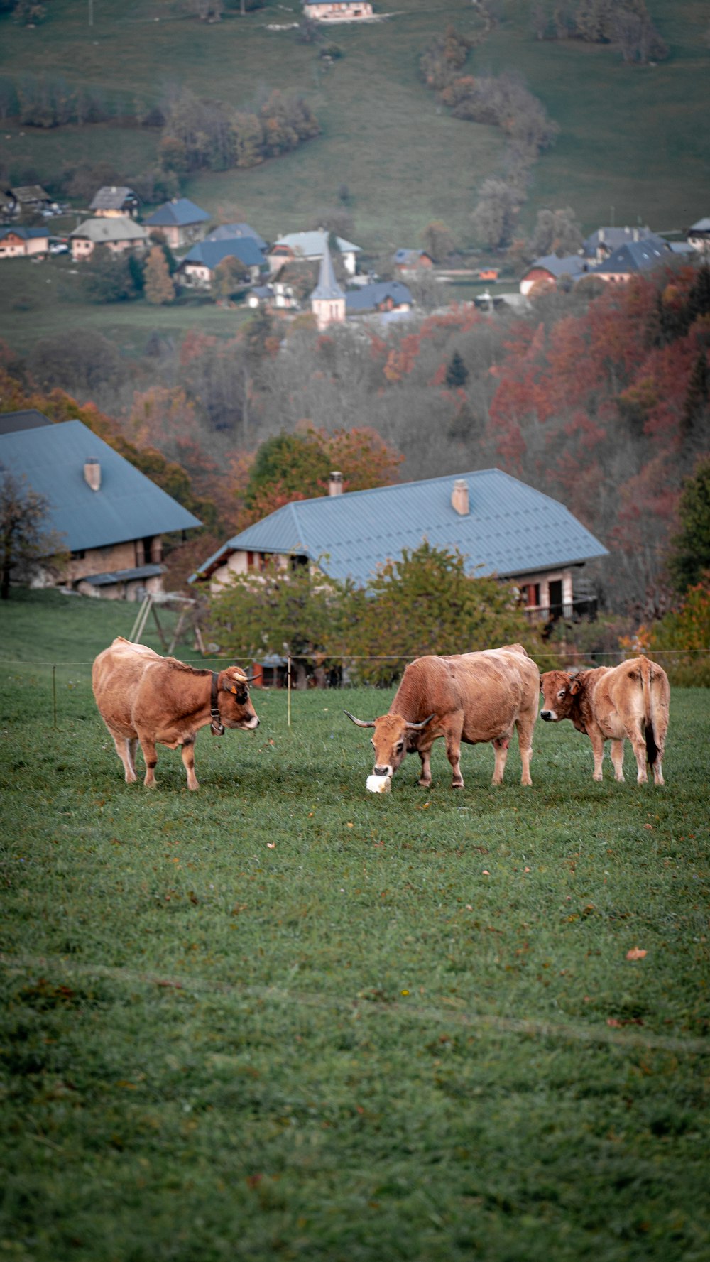 a group of cows stand in a grassy field
