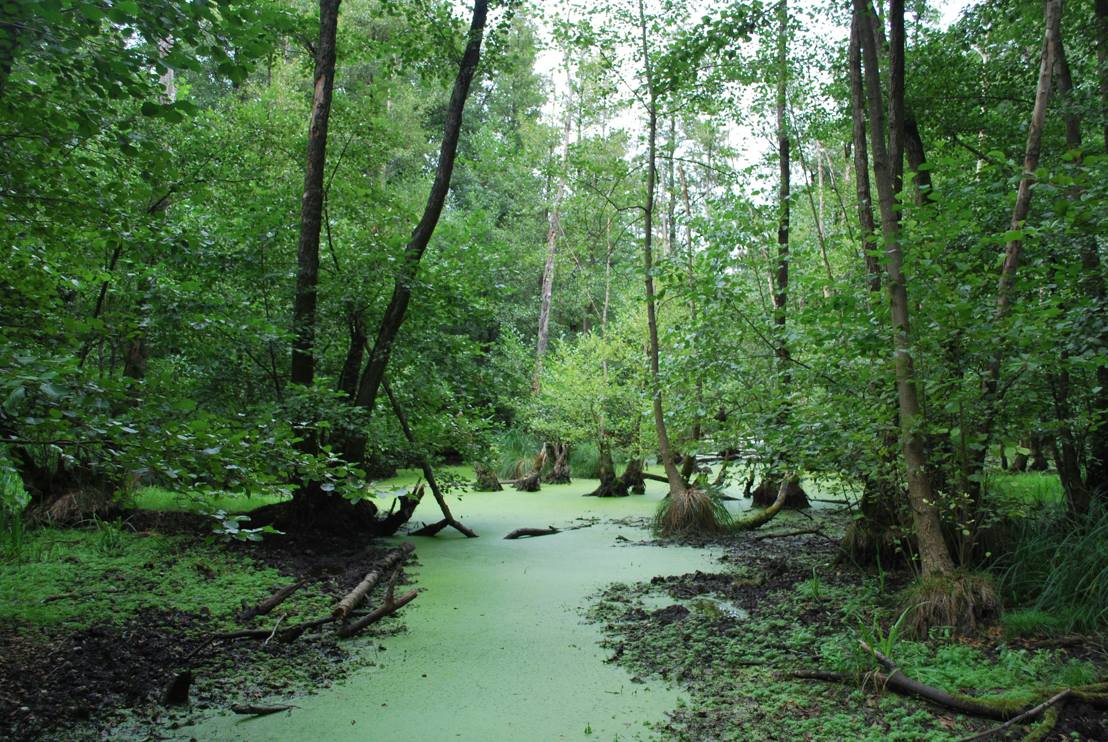 a river in a forest