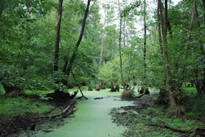 a river in a forest