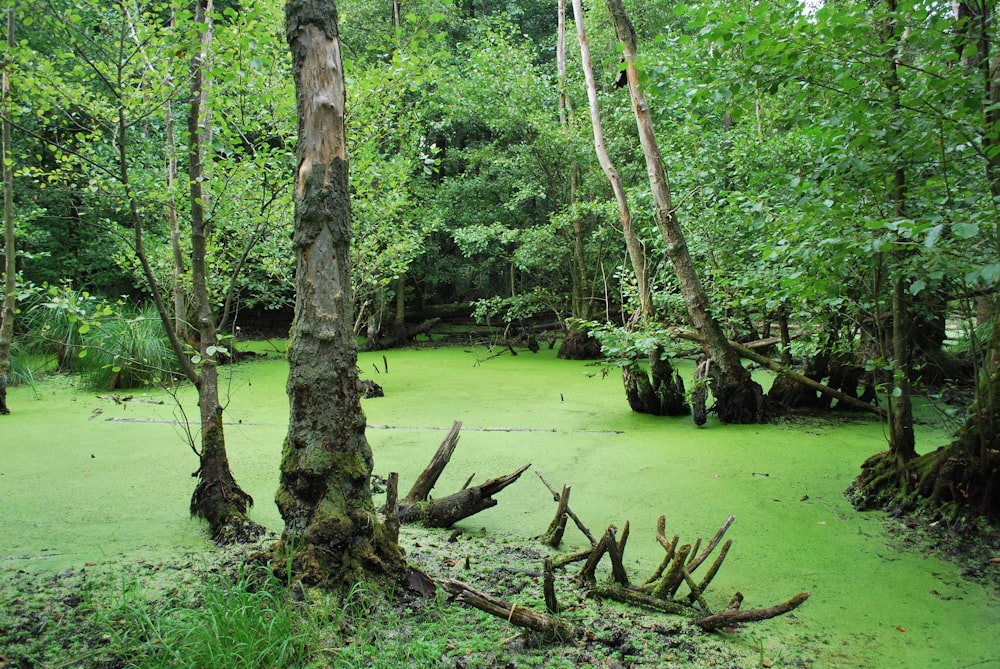 a forest with trees