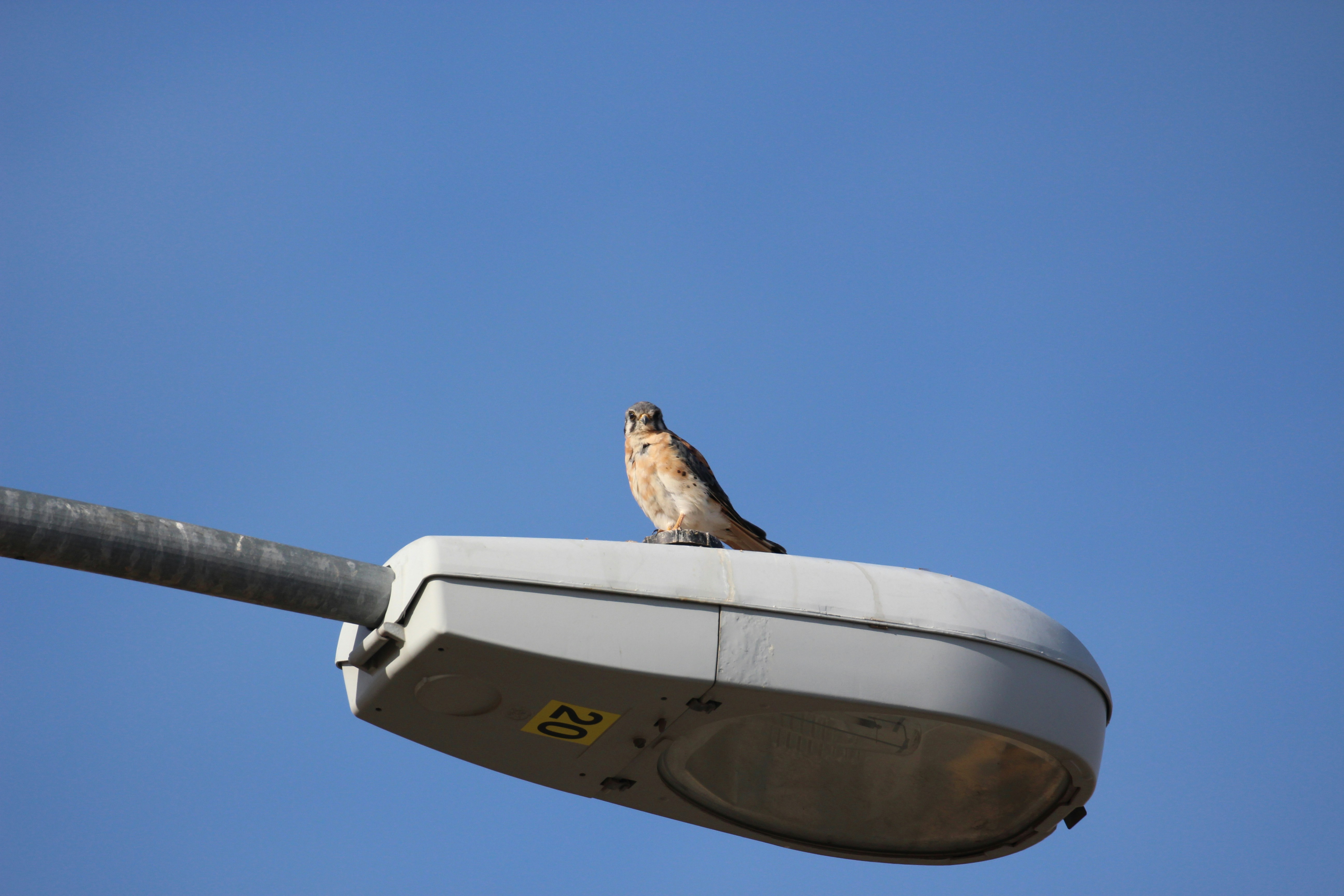 Un pájaro sentado en un poste de luz