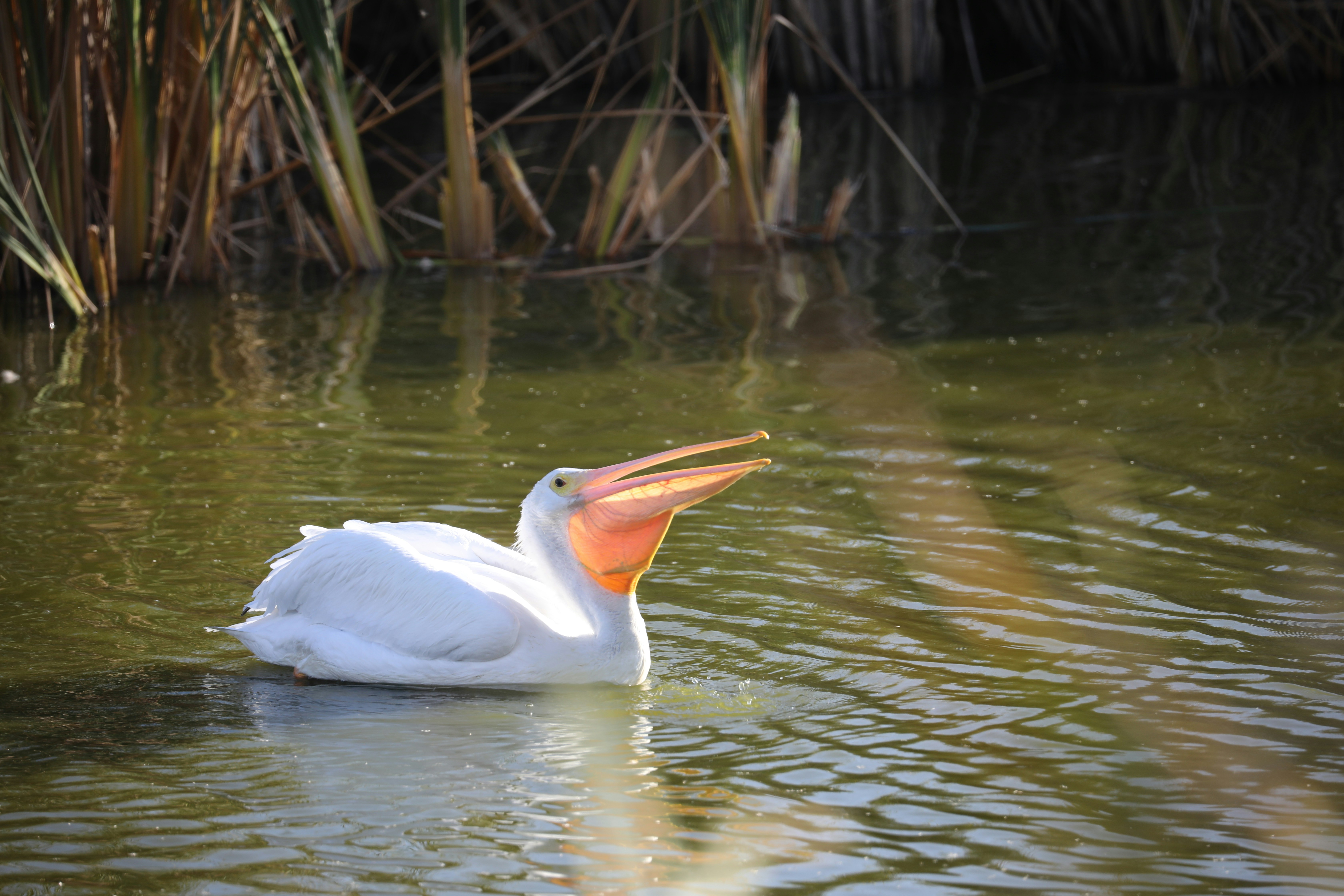 a white bird in the water