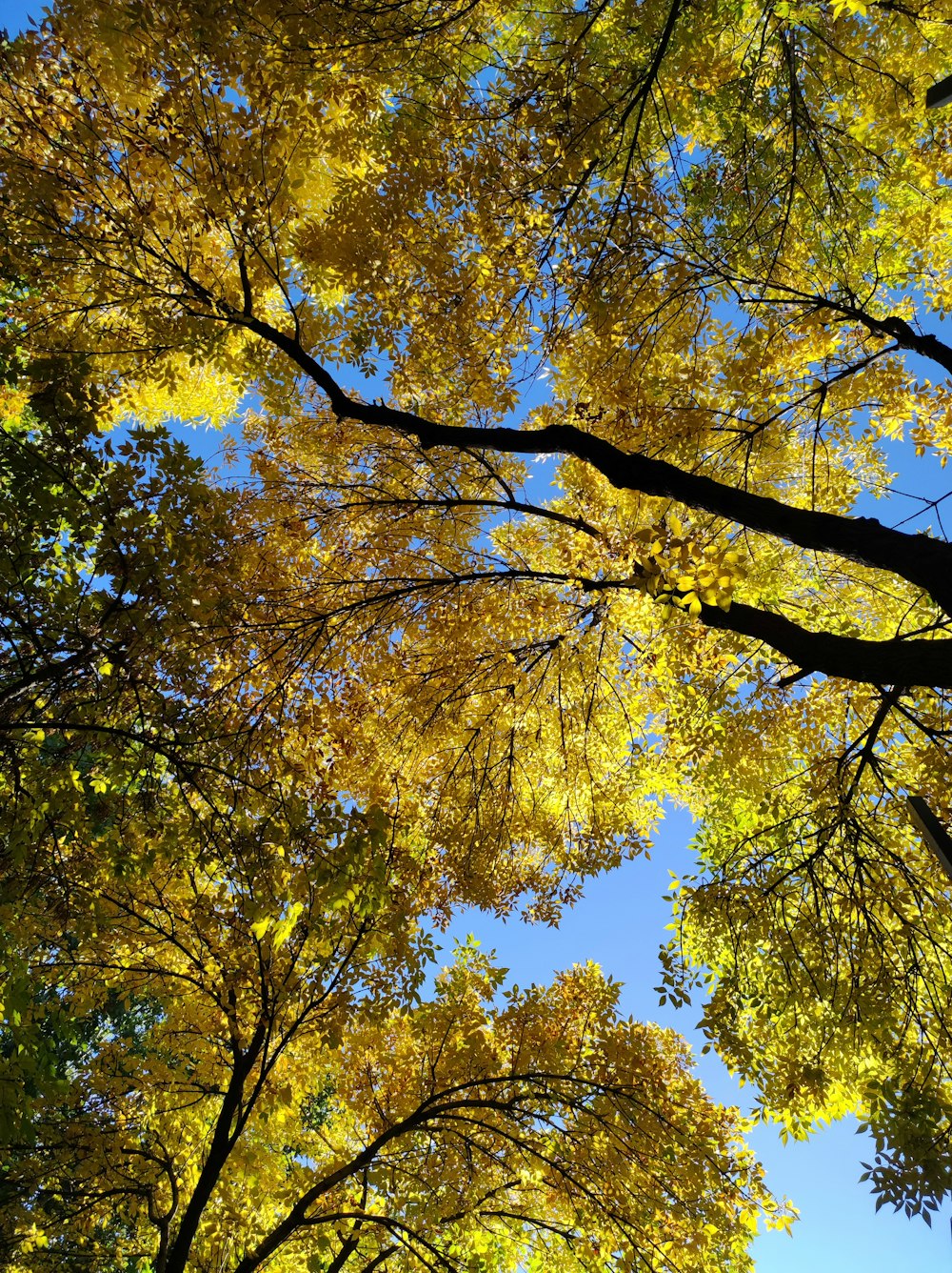 looking up at trees with yellow leaves