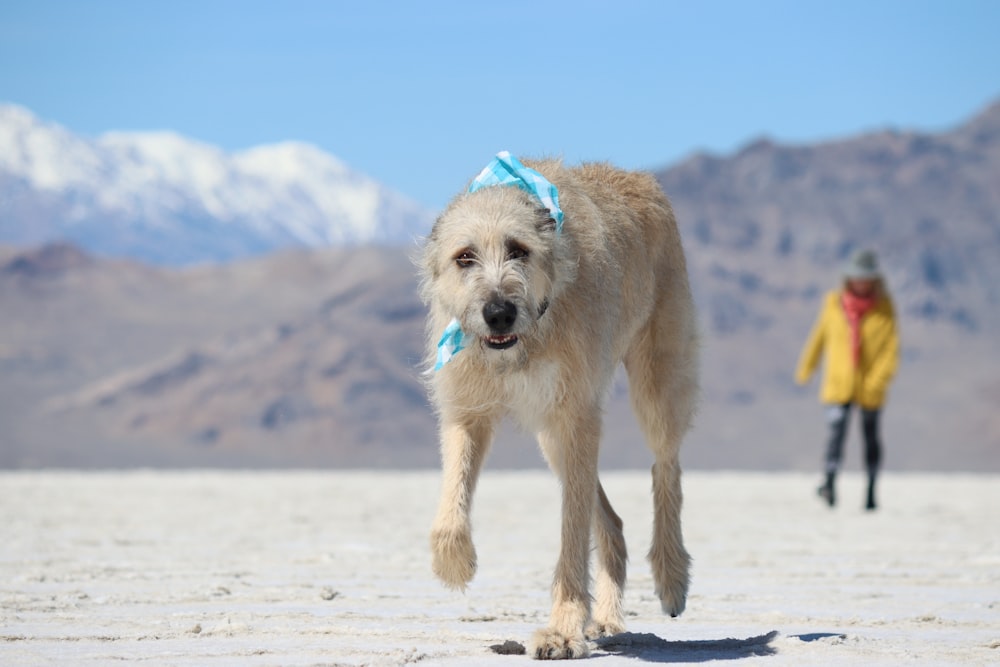 Un chien avec un ruban bleu sur la tête marchant sur une plage de sable