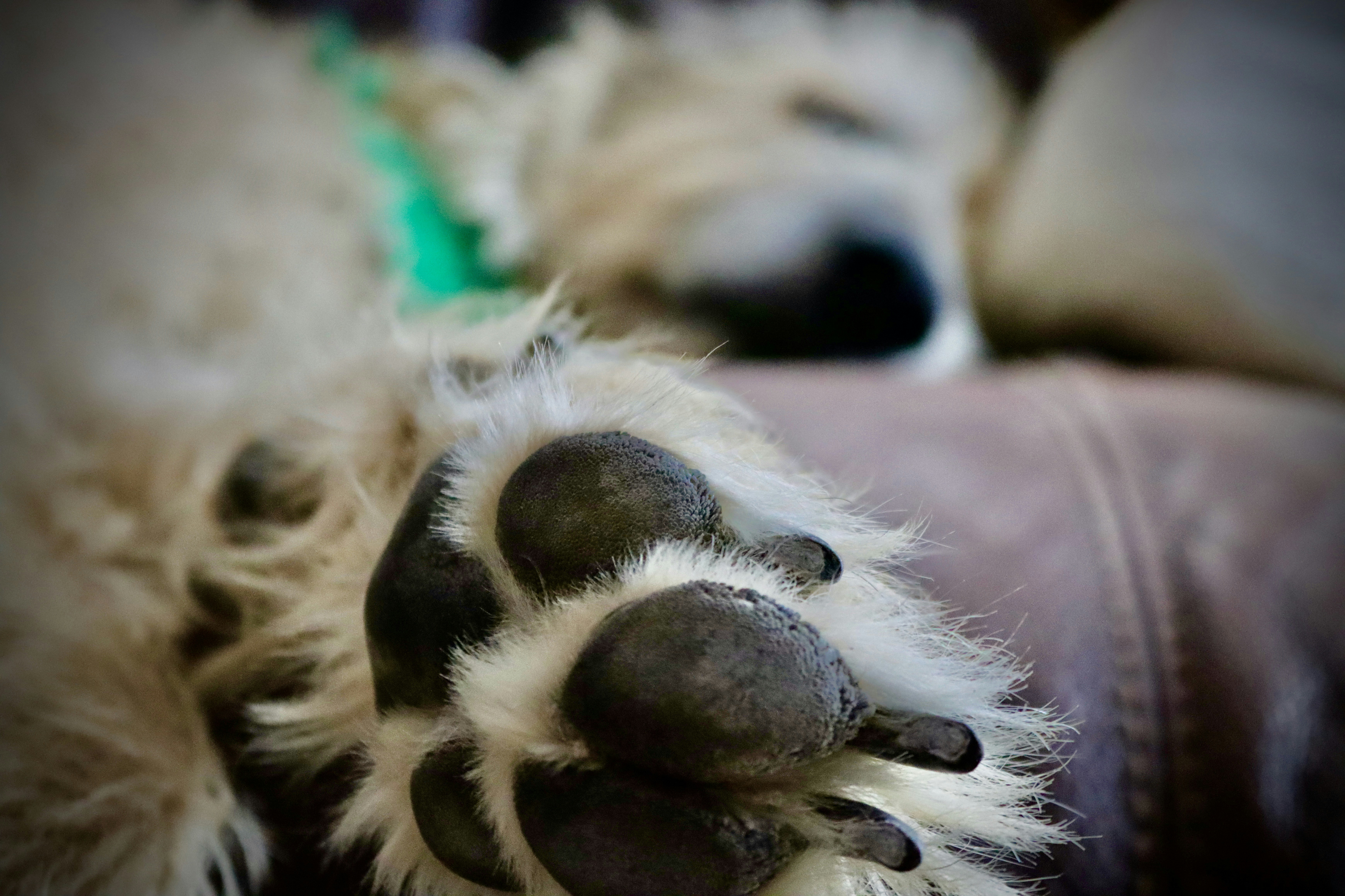 a couple of dogs lying down