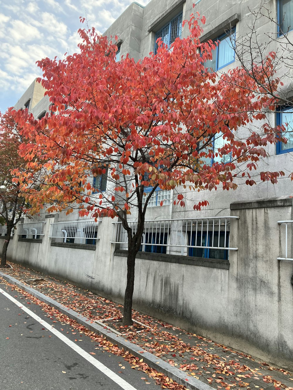 a tree with orange leaves next to a building