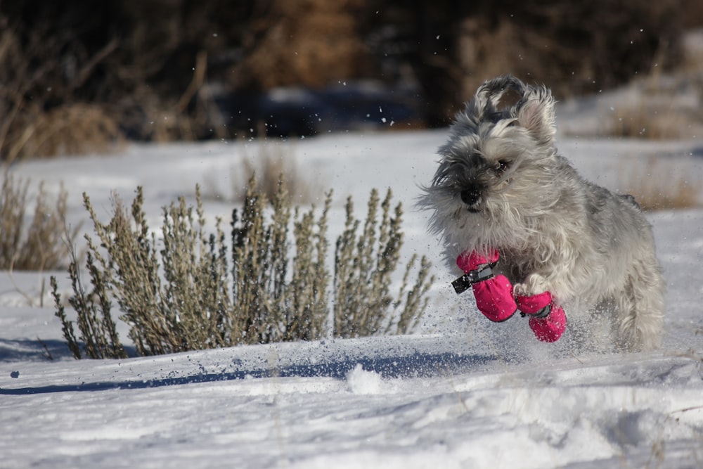 a dog standing in the snow