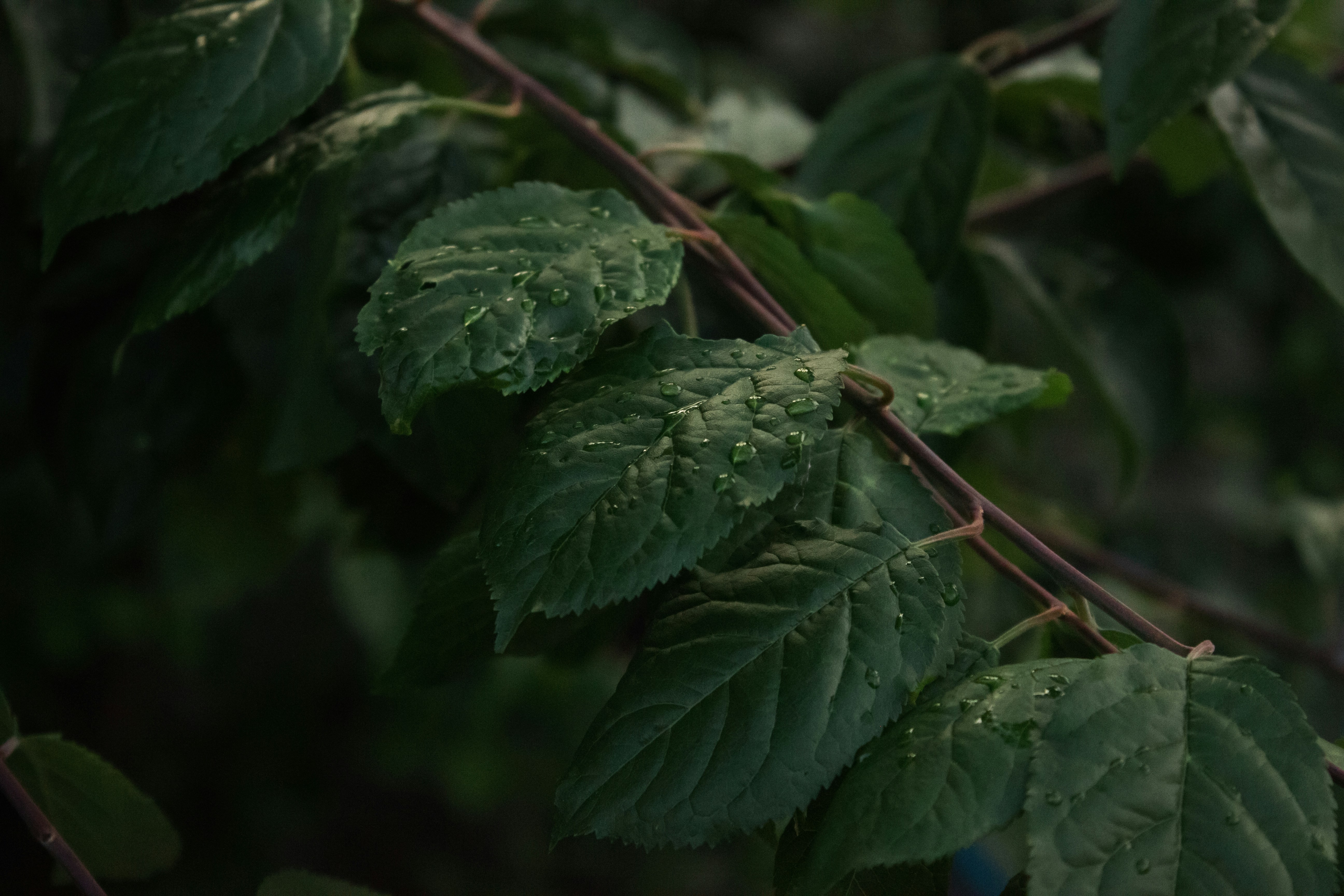 a close-up of some leaves