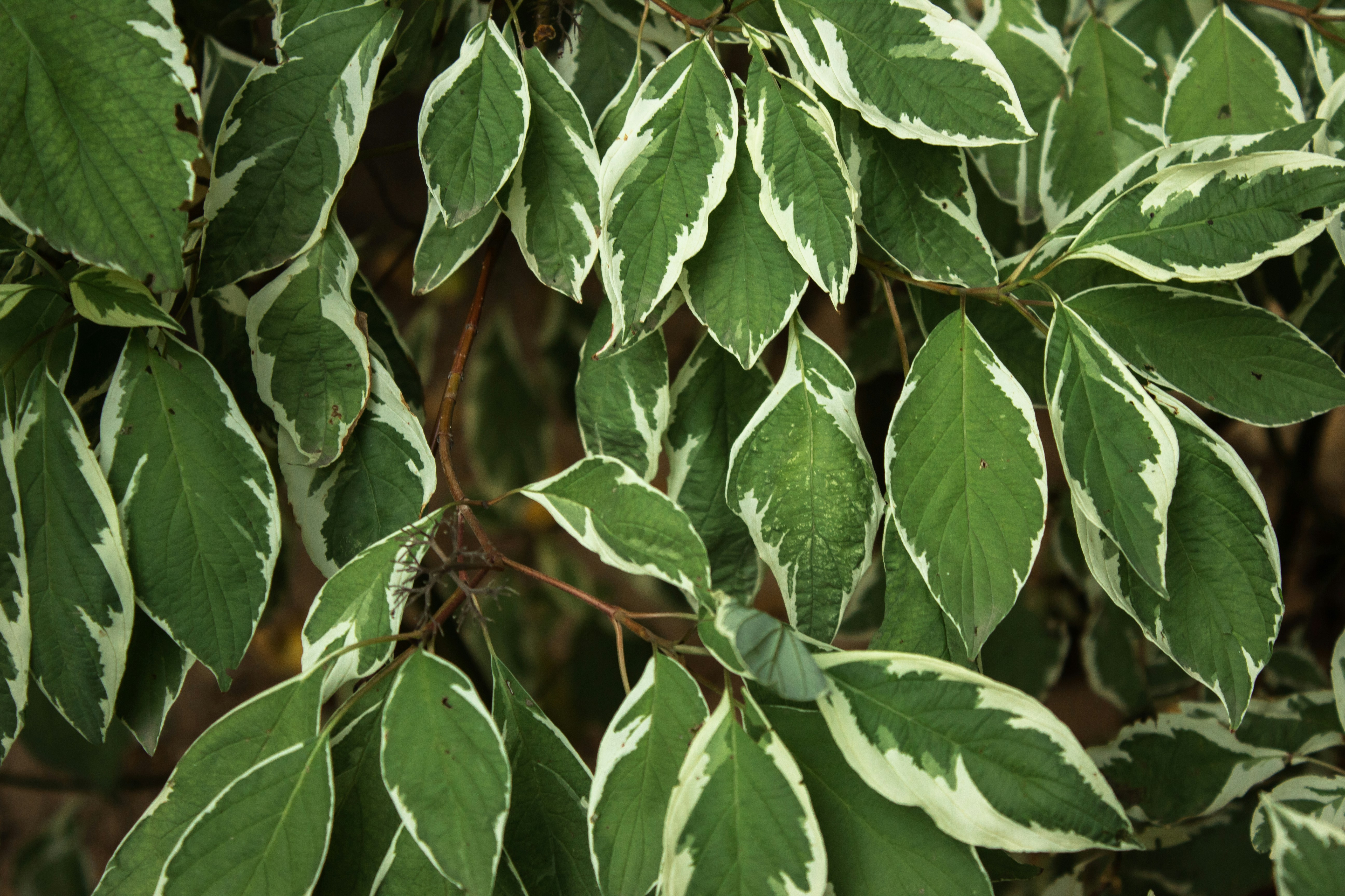 Photo by reanimatedmanx