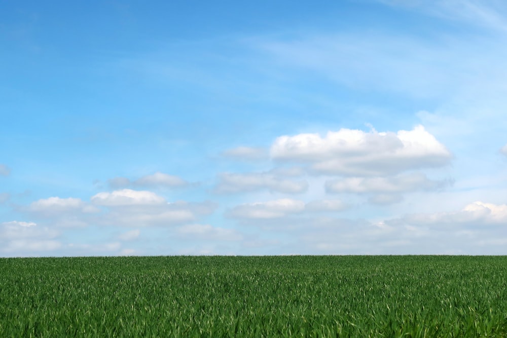 a grassy field under a blue sky
