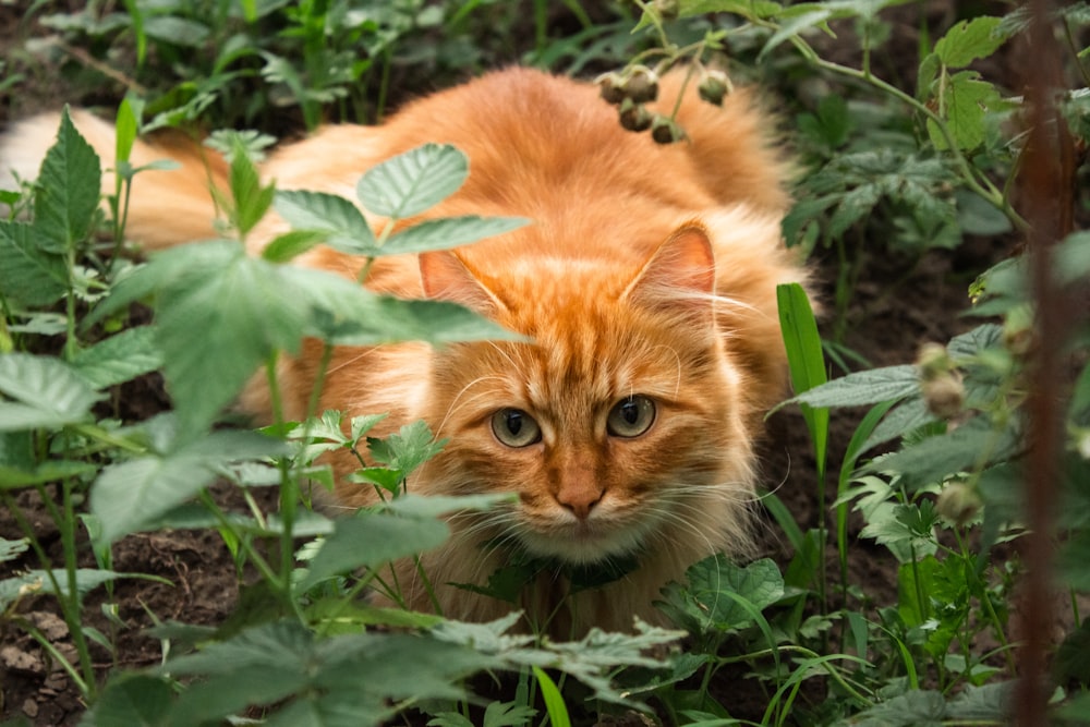 a cat in a bush