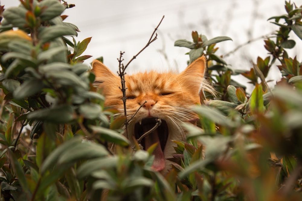 Eine Katze im Busch