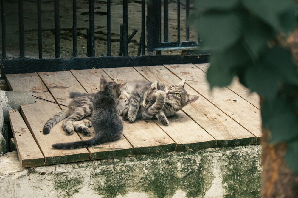 a group of cats lying on a wooden bench