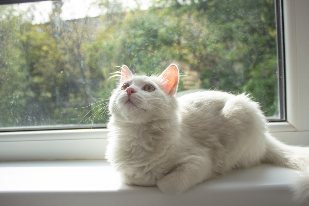 a cat sitting on a window sill