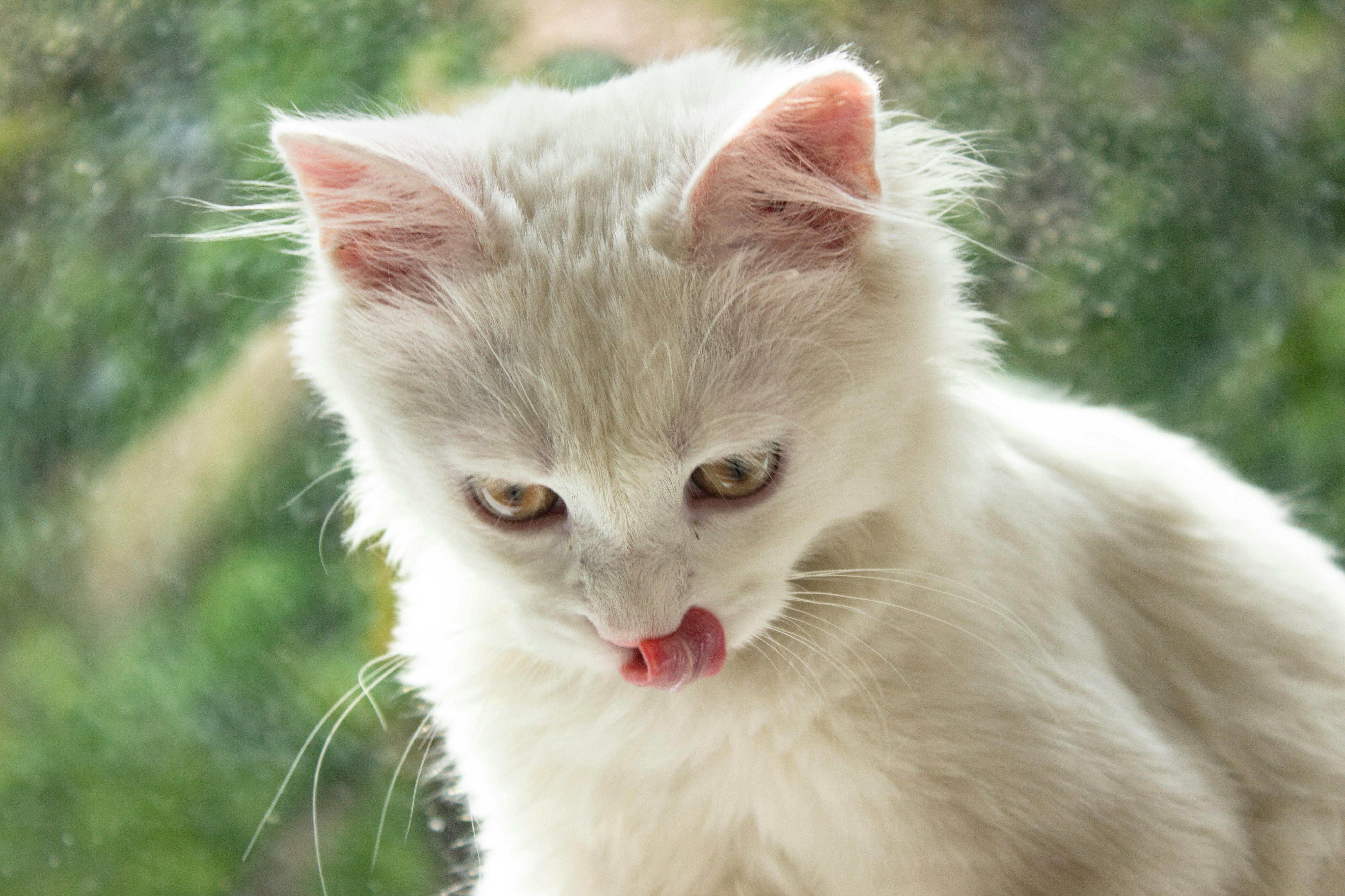 Soothing Purrs Offer Instant Comfort (image credits: unsplash)