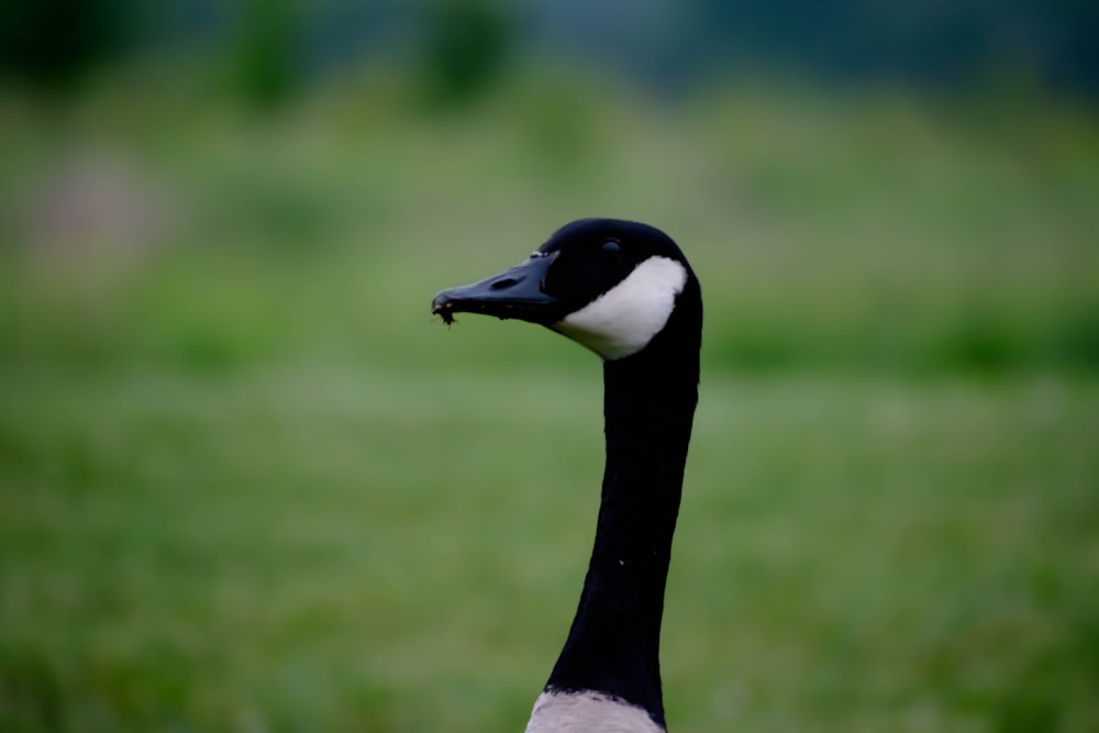 a penguin with a long neck