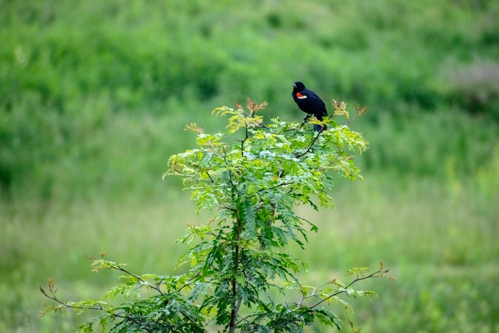 a bird perched on a branch