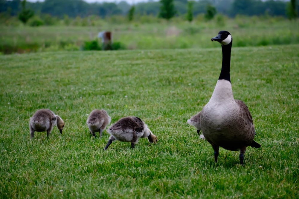 a goose with her ducklings