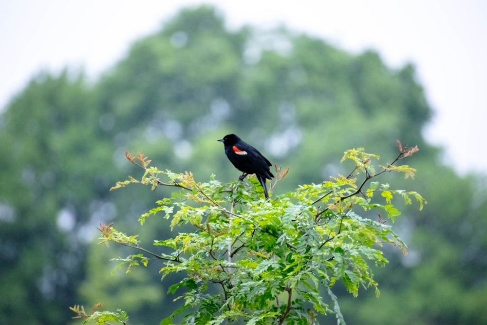 a bird perched on a branch