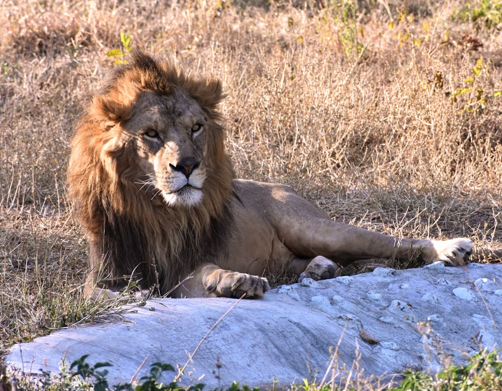 a lion lying on a rock