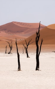 a group of bare trees in a desert