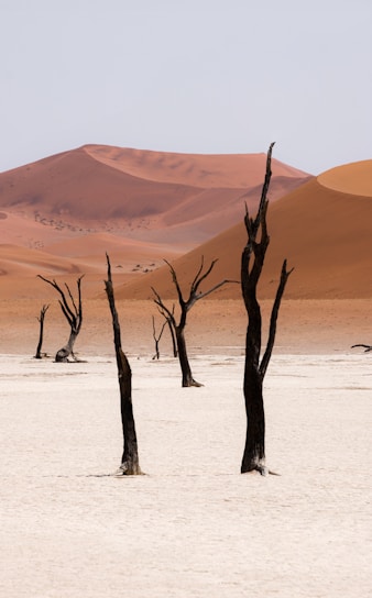 a group of bare trees in a desert