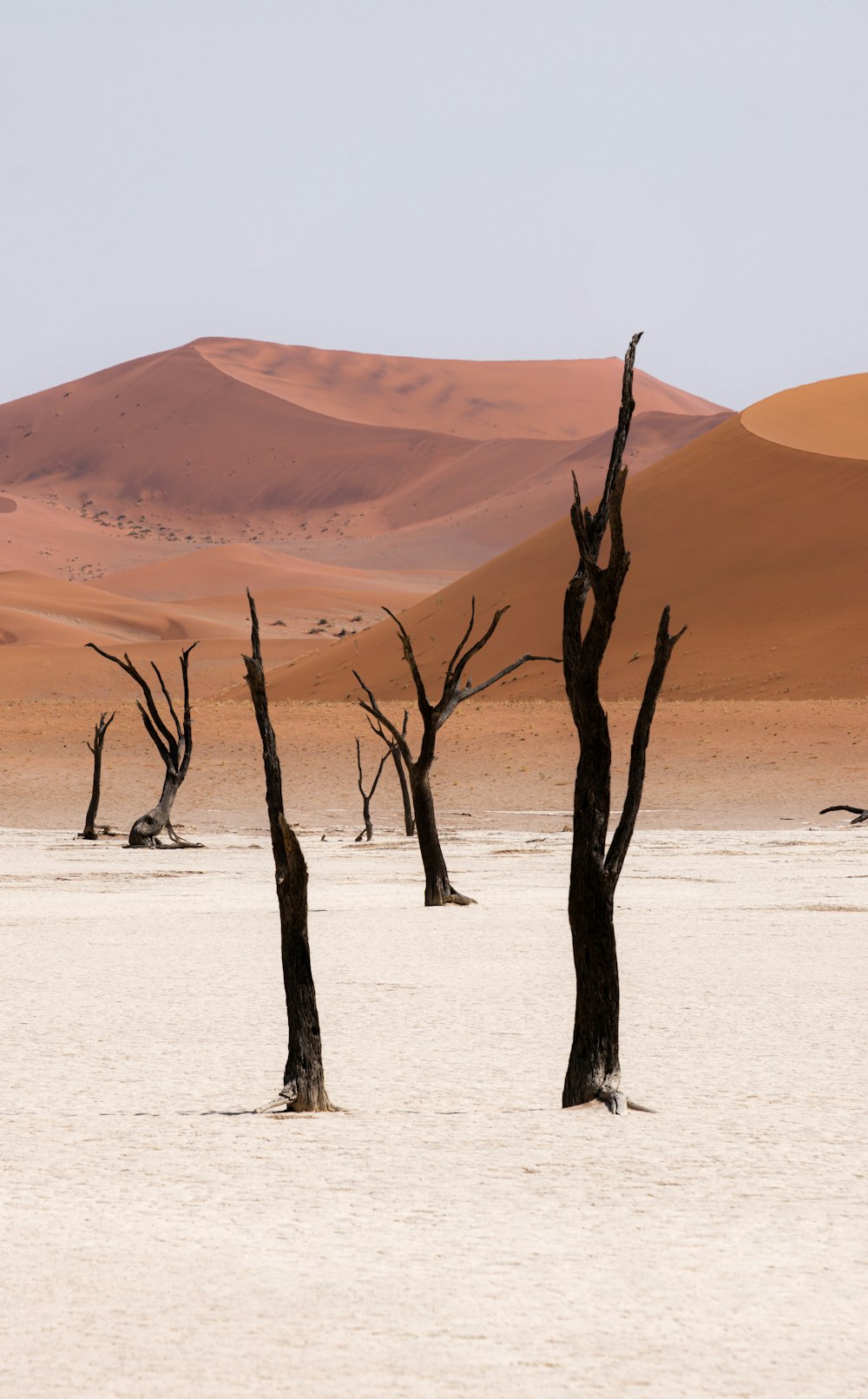 a group of bare trees in a desert