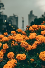 a group of flowers
