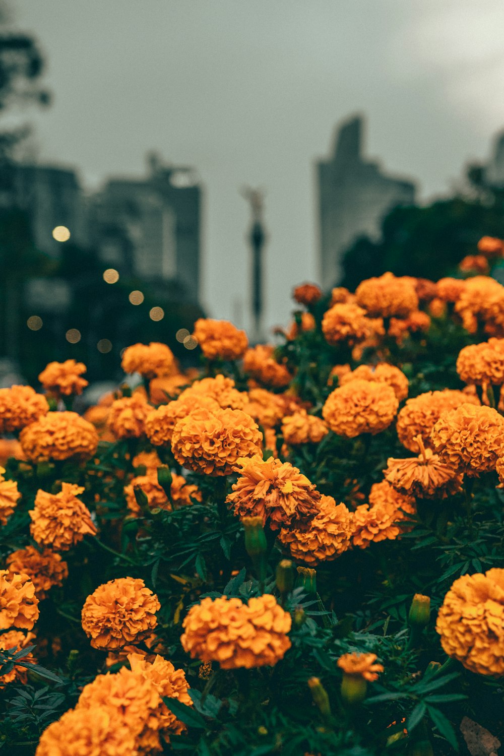 Un grupo de flores