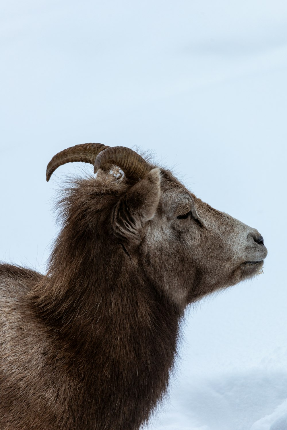 a goat with horns