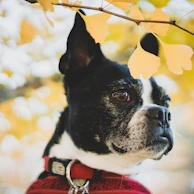 A close-up of a small terrier's excited face with ears perked, surrounded by autumn leaves.