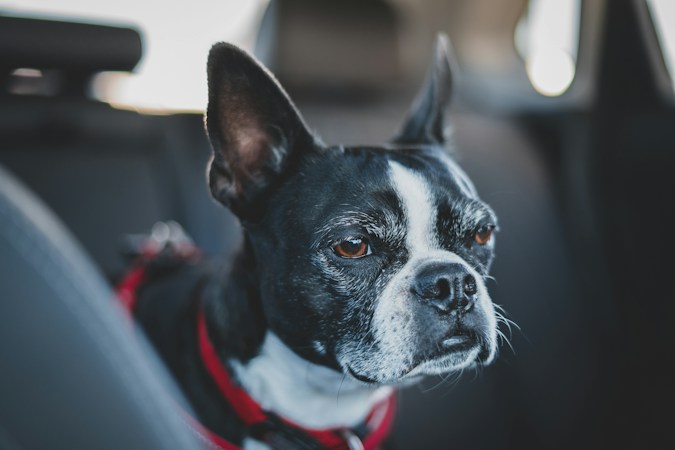 Black and white Boston terrier in a red harness sitting in the back seat of a car, looking toward the window