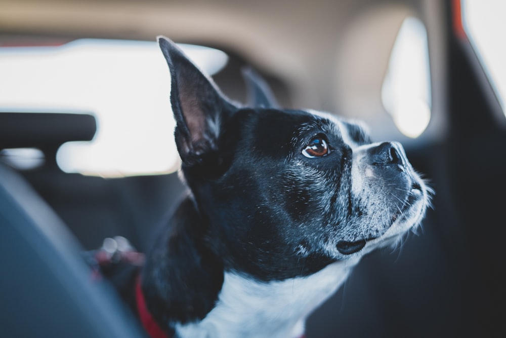 Un perro sentado en un coche