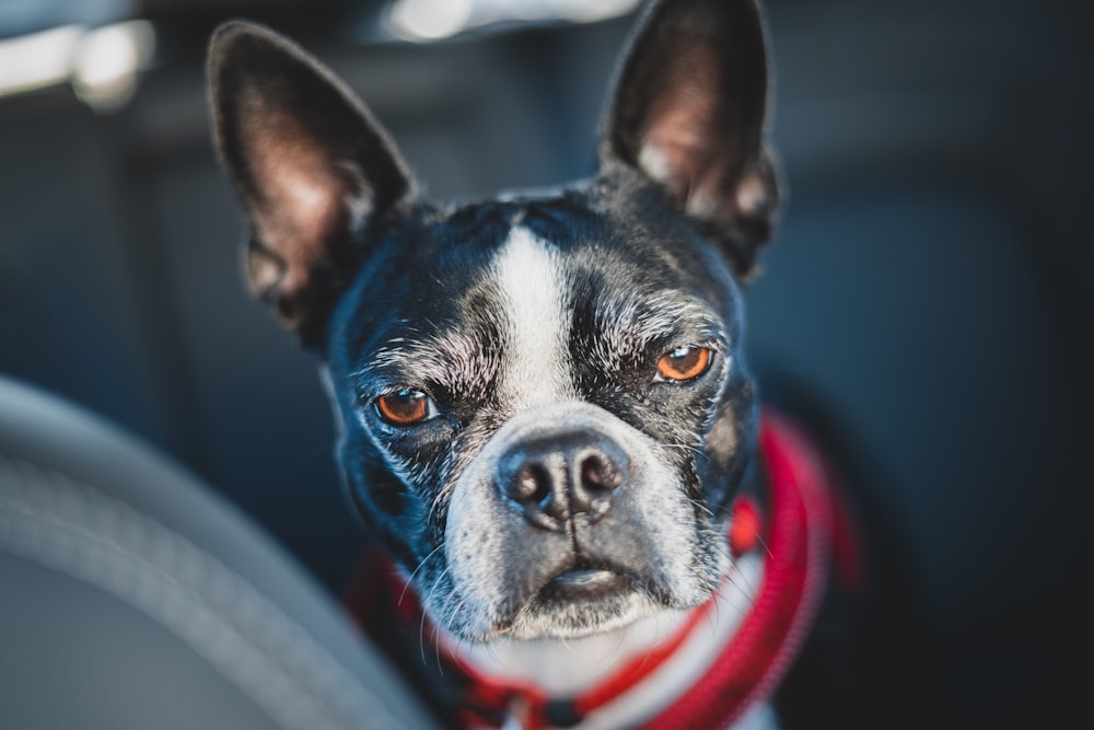 un perro con un collar rojo