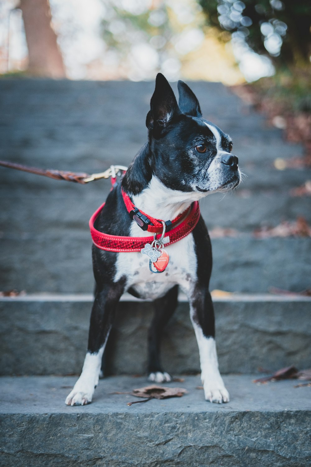 a dog on a leash