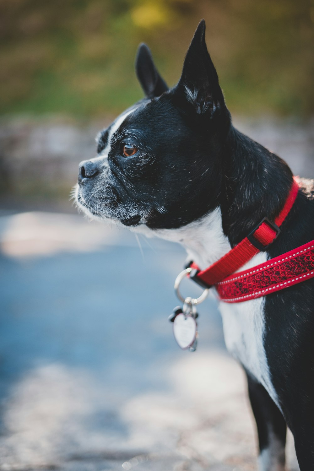 a black and white dog