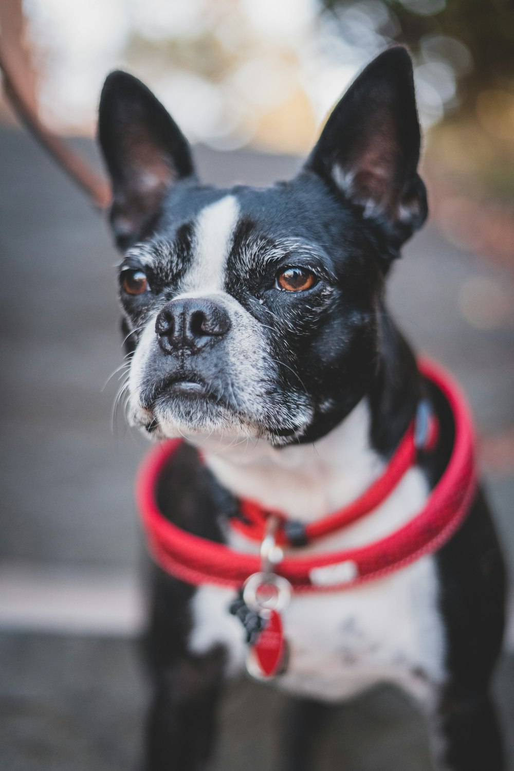 a black and white dog