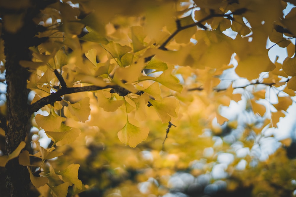 yellow leaves on a tree