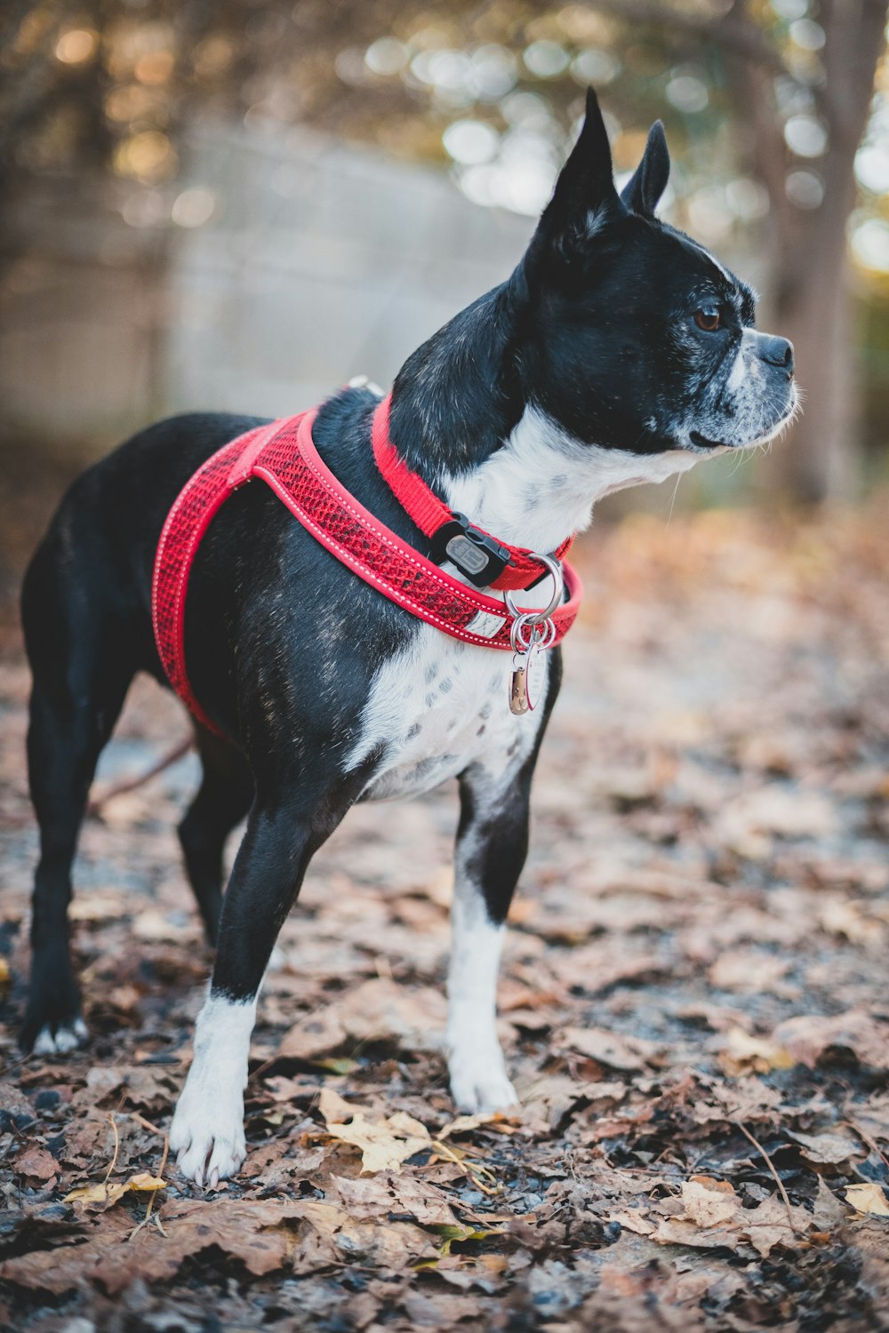 a dog wearing a harness