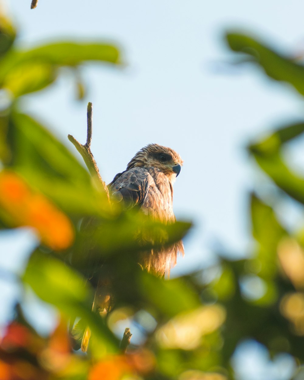 a bird sitting on a branch