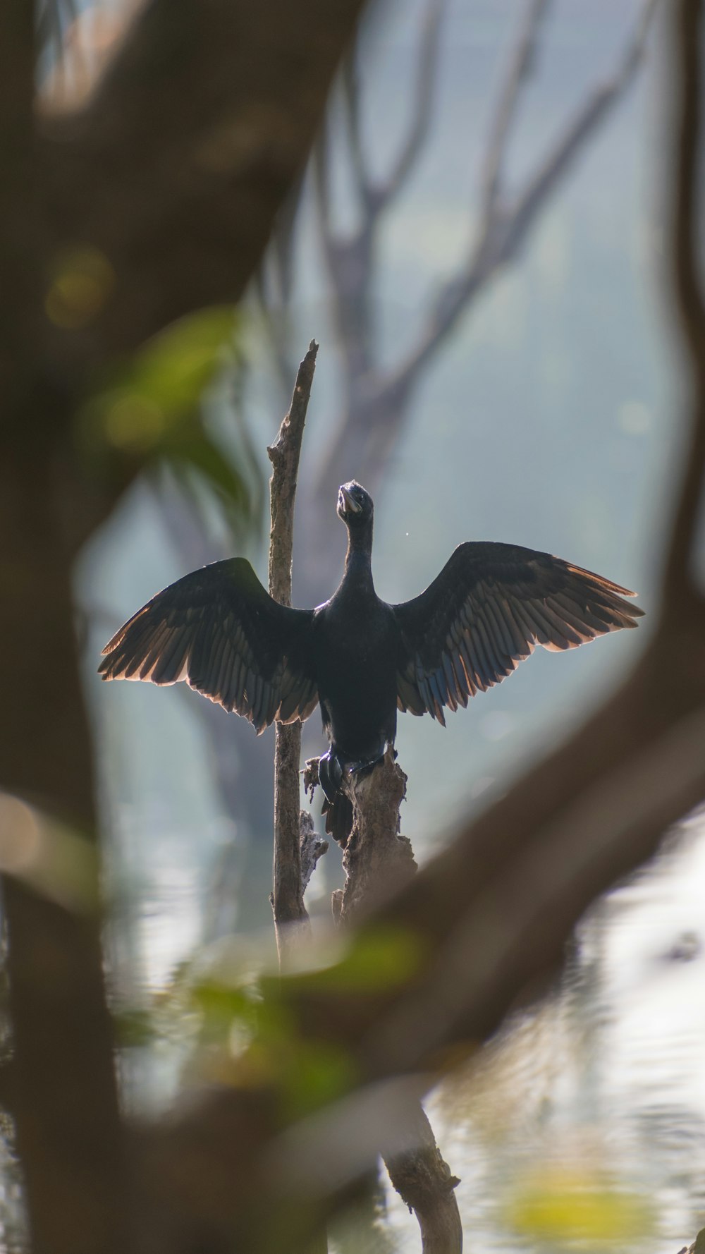 a bird with wings spread