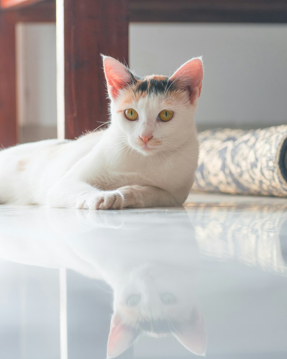 a cat sitting on a table