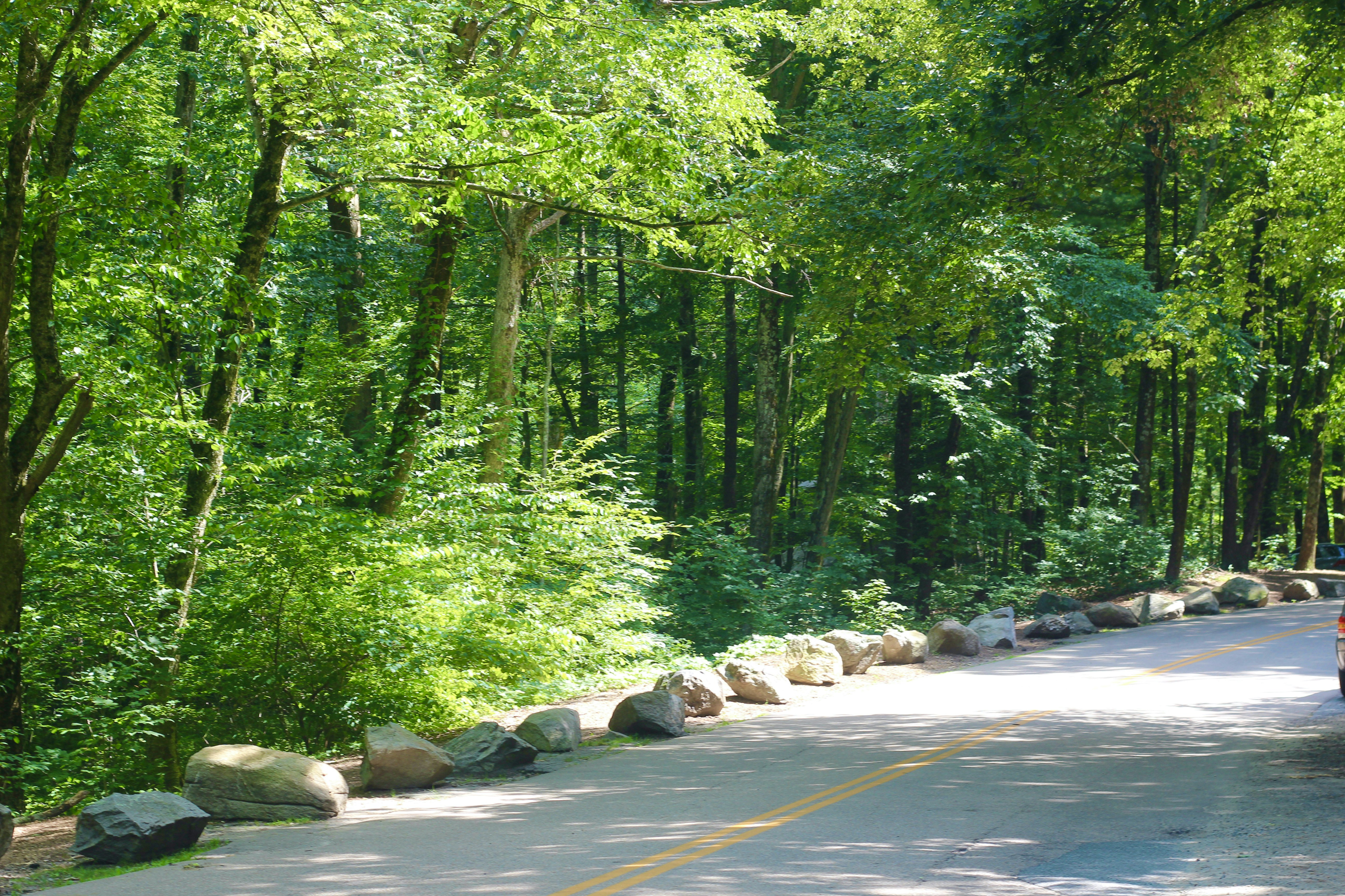 a road with trees on the side