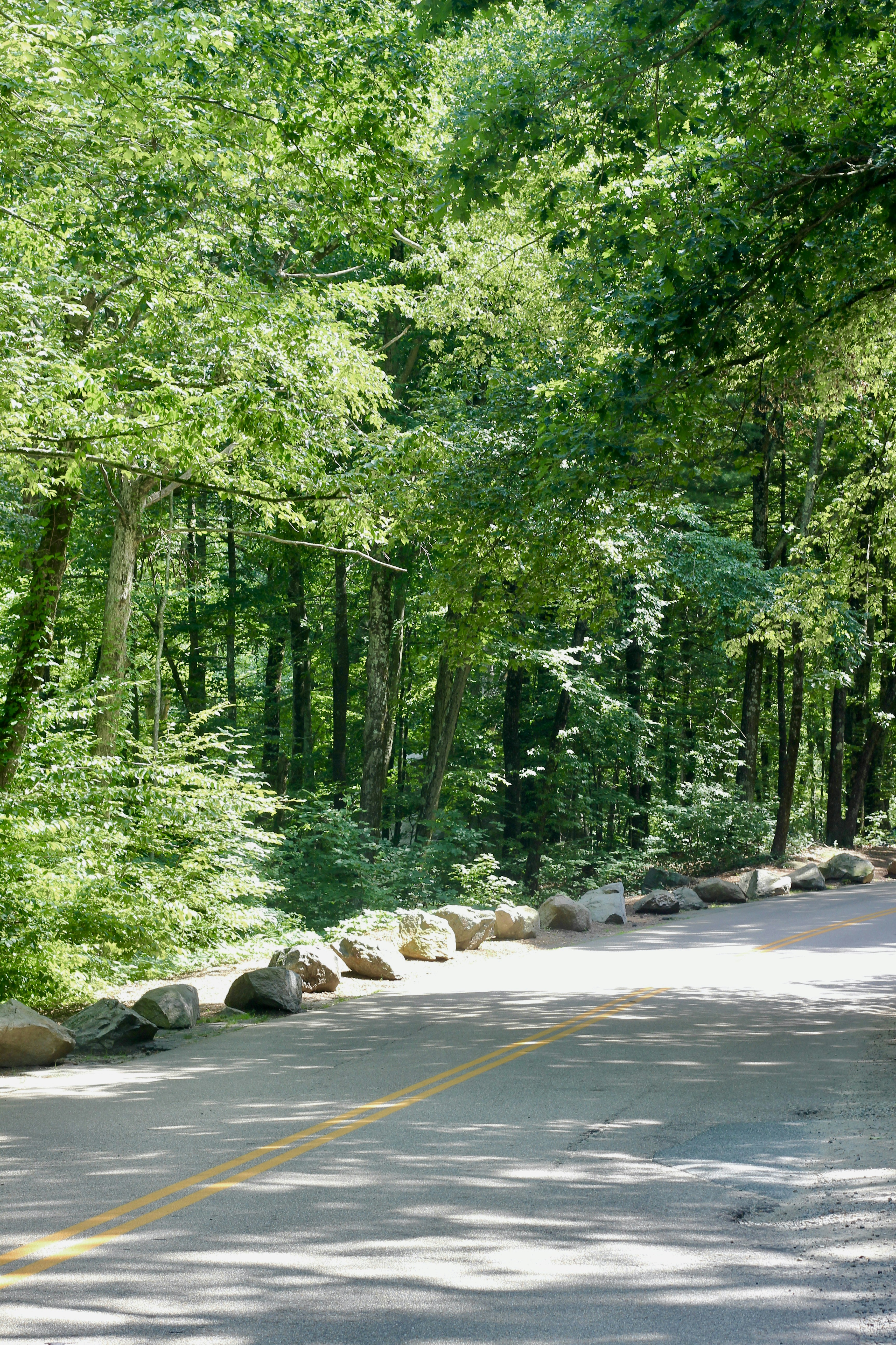 a road with trees on the side