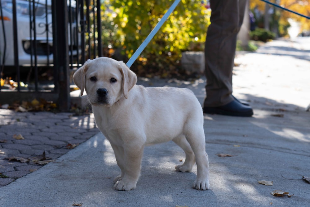 a dog sitting on a sidewalk