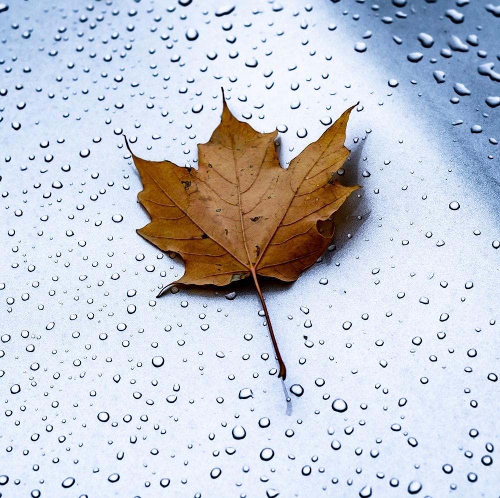 a leaf on a surface