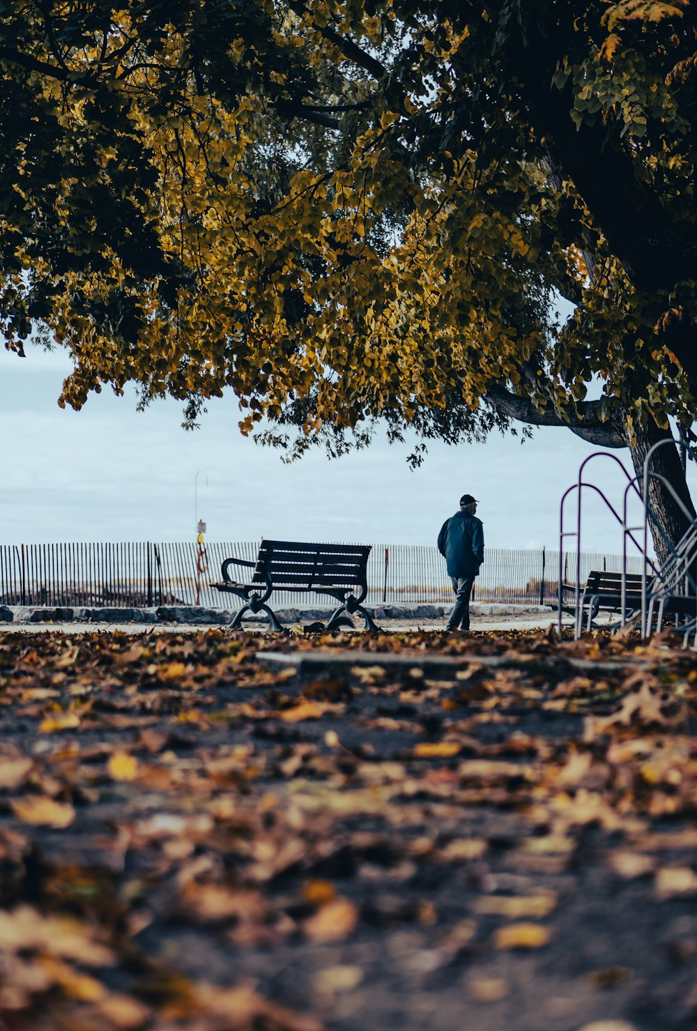 a person walking on a path by a bench and a body of water