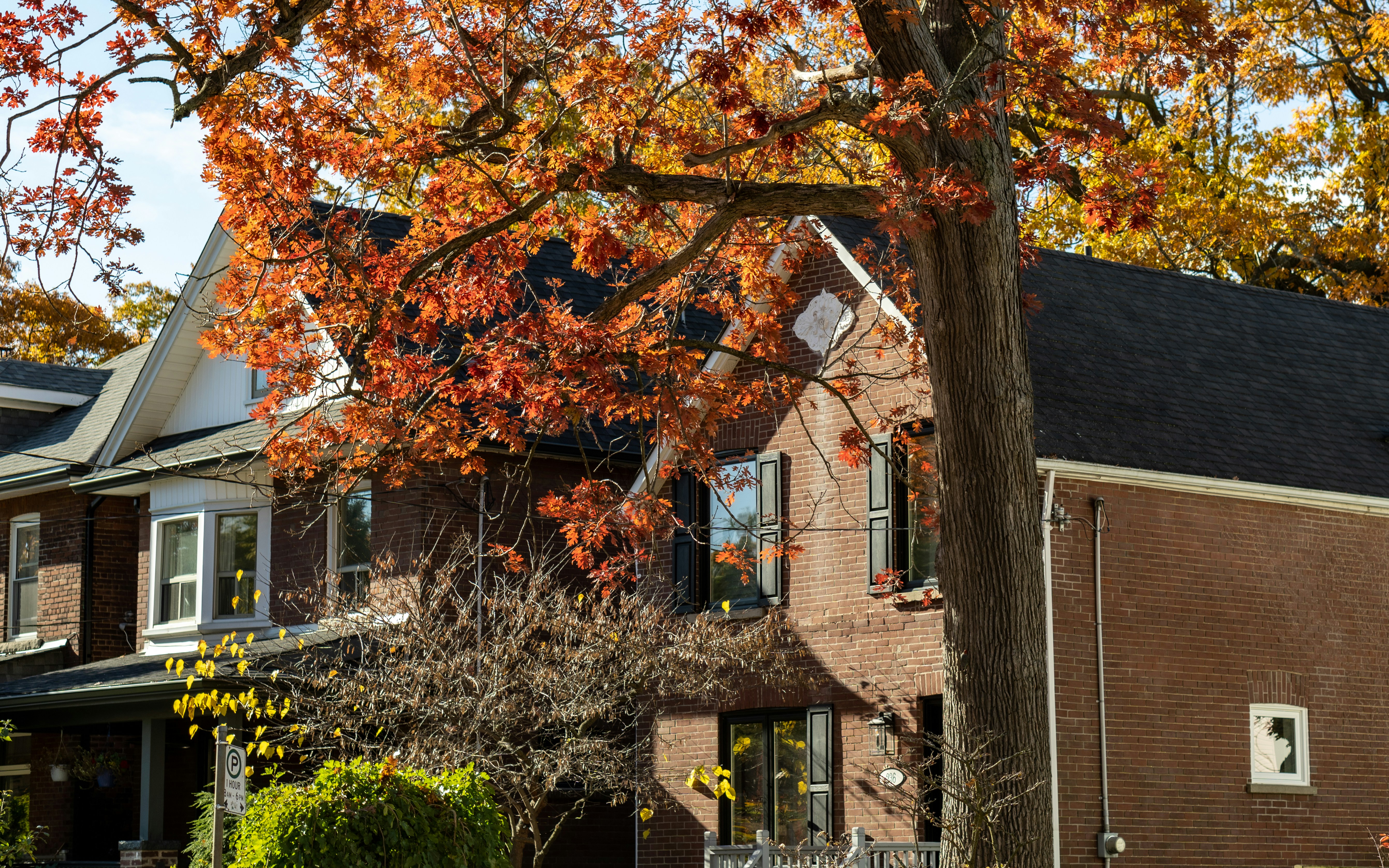 Photo by the_ahnafpiash