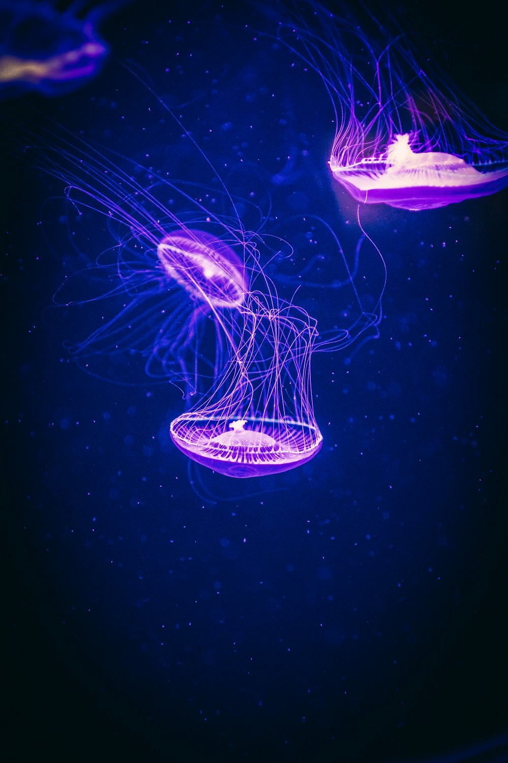 a group of jellyfish in the water