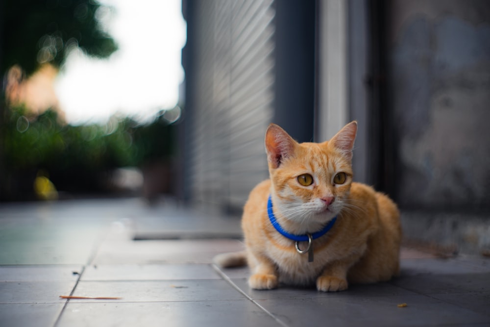 a cat sitting on a wood floor